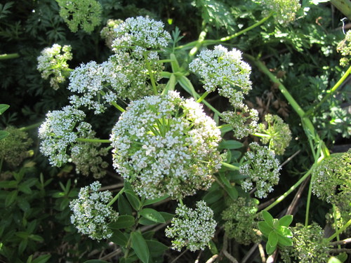 Anisotome lyallii