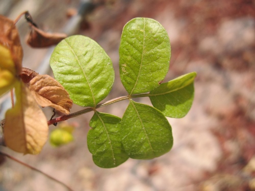 Variety Cyrtocarpa edulis glabra · iNaturalist