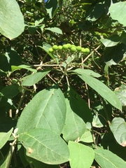 Solanum hazenii image