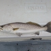 Spotted Seatrout - Photo (c) Capt'Dave Kahil, all rights reserved, uploaded by Capt'Dave Kahil