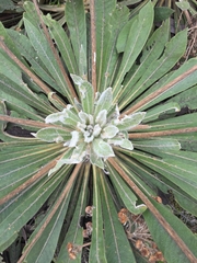 Espeletiopsis corymbosa image