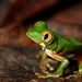 Victoria Forest Tree Frog - Photo (c) Benjamin Tapley, all rights reserved, uploaded by Benjamin Tapley