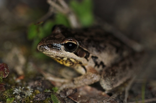 Broad-palmed Rocket Frog