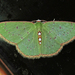 Lissochlora albociliaria - Photo (c) David Beadle, all rights reserved, uploaded by David Beadle