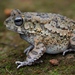 Hallowell's Toad - Photo (c) Benjamin Tapley, all rights reserved, uploaded by Benjamin Tapley