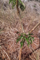 Jatropha gossypiifolia image