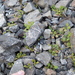 Chenopodium trigonon - Photo (c) Nick Saville, all rights reserved, uploaded by Nick Saville