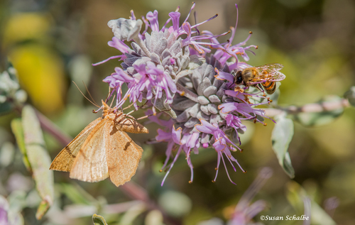 iNaturalist observation photo of Ennominae