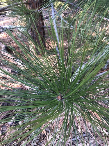 iNaturalist observation photo of Jeffrey pine
