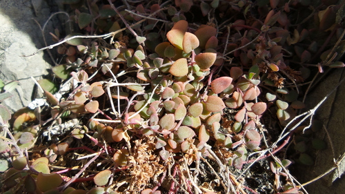 Chenopodium triandrum G.Forst.