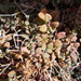 Chenopodium triandrum - Photo (c) Nick Saville, all rights reserved, uploaded by Nick Saville