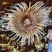 Long-tentacled Anemone - Photo (c) jjrepublic, all rights reserved