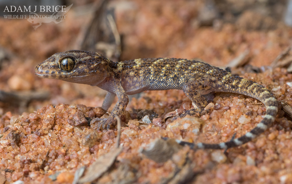 Common Prickly Gecko (Heteronotia binoei)