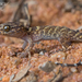 Common Prickly Gecko - Photo (c) Adam Brice, all rights reserved, uploaded by Adam Brice