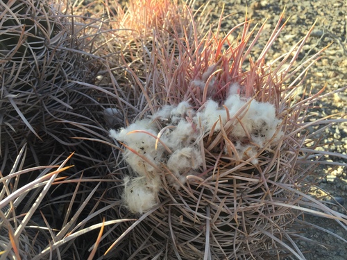 Cottontop Cactus
