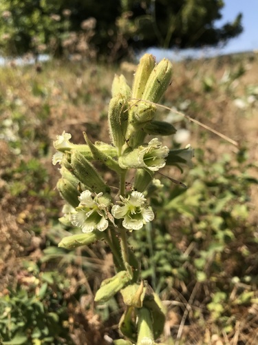 Silene spaldingii S.Watson