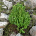 Mountain Shield Fern - Photo (c) Mark Crompton, all rights reserved, uploaded by Mark Crompton