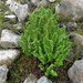 Polystichum cystostegium - Photo (c) Mark Crompton, todos os direitos reservados, uploaded by Mark Crompton