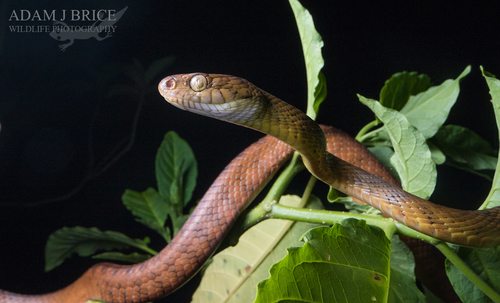 Brown Tree Snake sighting
