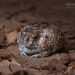Desert Spadefoot Toad - Photo (c) Adam Brice, all rights reserved, uploaded by Adam Brice