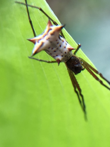 Micrathena nigrichelis