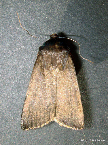 Bityla defigurata Walker, 1865