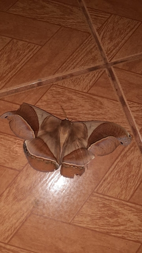 Rhescyntis hippodamia