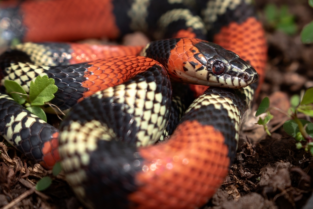 Brazilian False Coral Snake