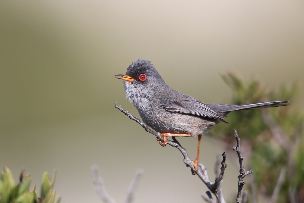 Balearic Warbler photo