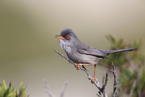 Balearic Warbler