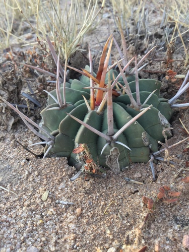 Echinofossulocactus coptonogonus