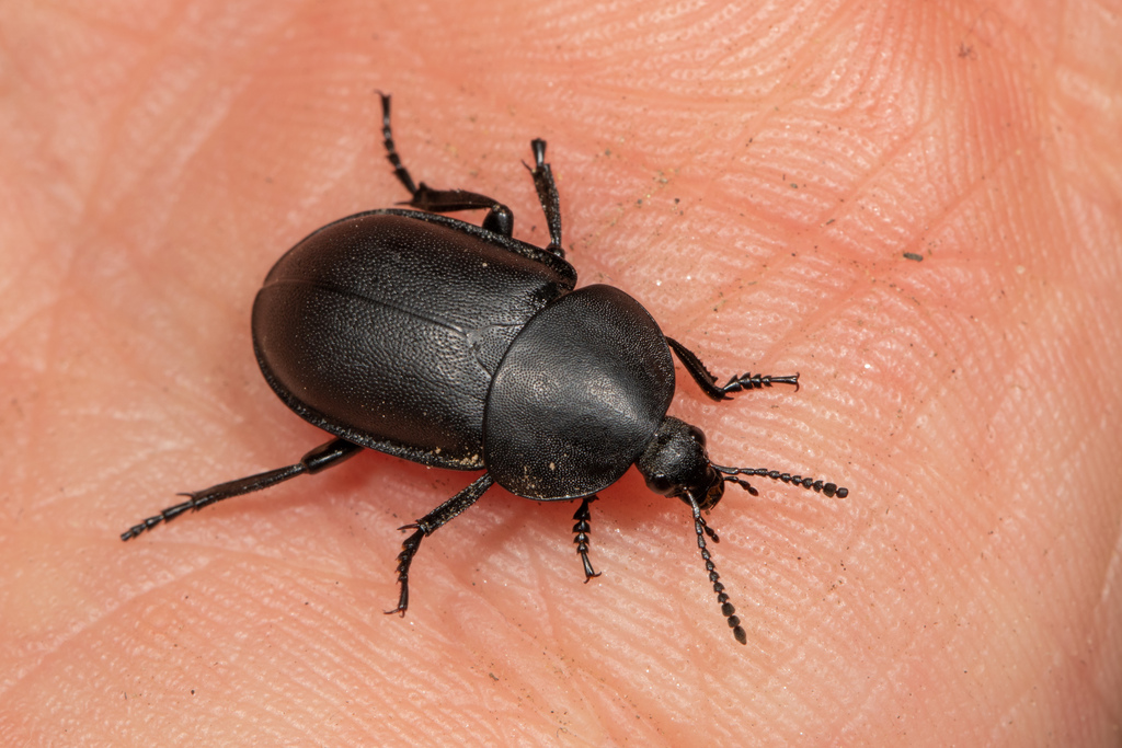 smooth-carrion-beetle-from-8120-peggau-austria-on-april-30-2021-at-04