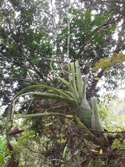 Tillandsia flexuosa image