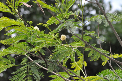 Lysiloma divaricatum - Whole tree