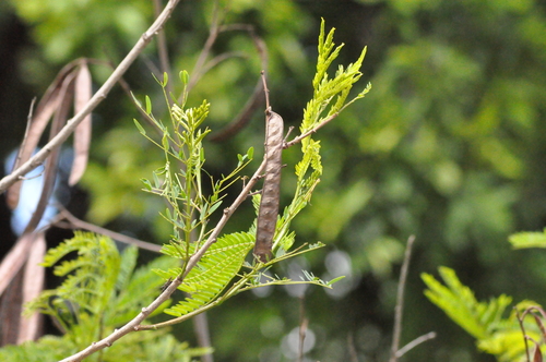 Lysiloma divaricatum - Leaves