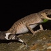 Carphodactylus laevis - Photo (c) Trent Townsend, kaikki oikeudet pidätetään, lähettänyt Trent Townsend