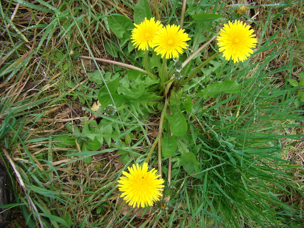 common dandelion from carnation wa on May 27, 2012 by Robert Marsh ...