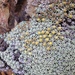 Raoulia - Photo (c) Robyn Smith, όλα τα δικαιώματα διατηρούνται, uploaded by Robyn Smith