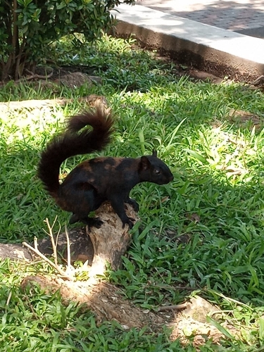 Subspecies Sciurus variegatoides melania · iNaturalist