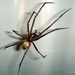 Bush Spider - Photo (c) Phil Bendle, all rights reserved, uploaded by Phil Bendle