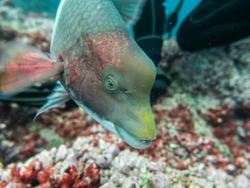Mexican Hogfish