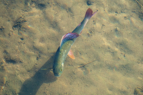 European Grayling