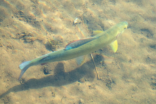 European Grayling
