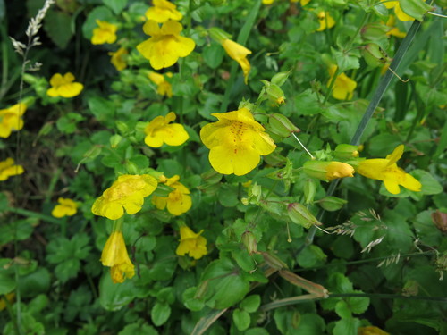 Erythranthe guttata