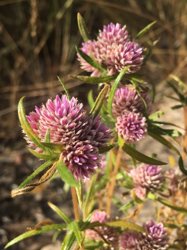 Gomphrena flaccida