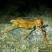 Pterapotrechus - Photo (c) Dylan van Winkel, כל הזכויות שמורות, הועלה על ידי Dylan van Winkel