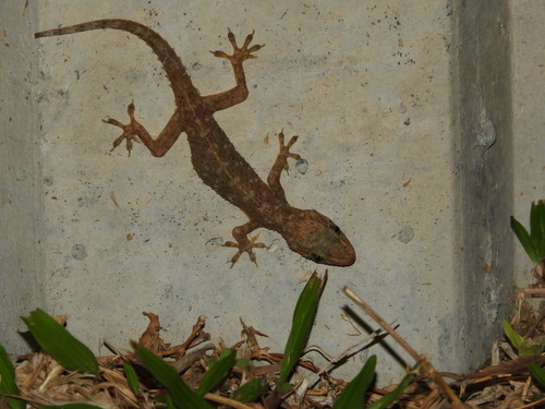 Brook's House Gecko