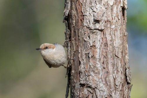 Brown-headed Nuthatch