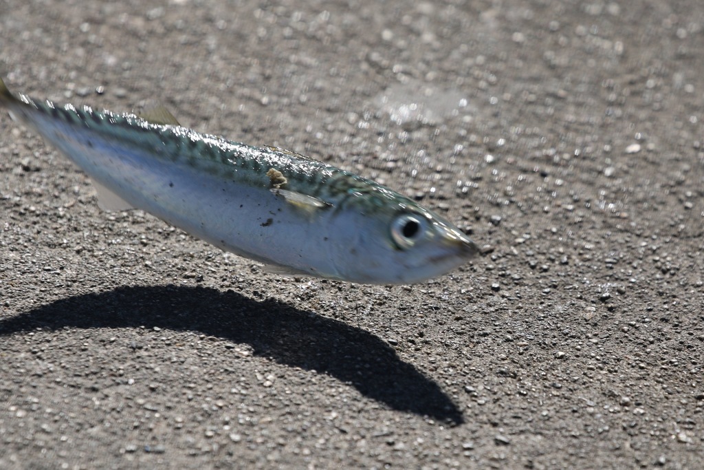 Pacific Chub Mackerel