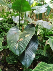 Image of Philodendron davidsonii